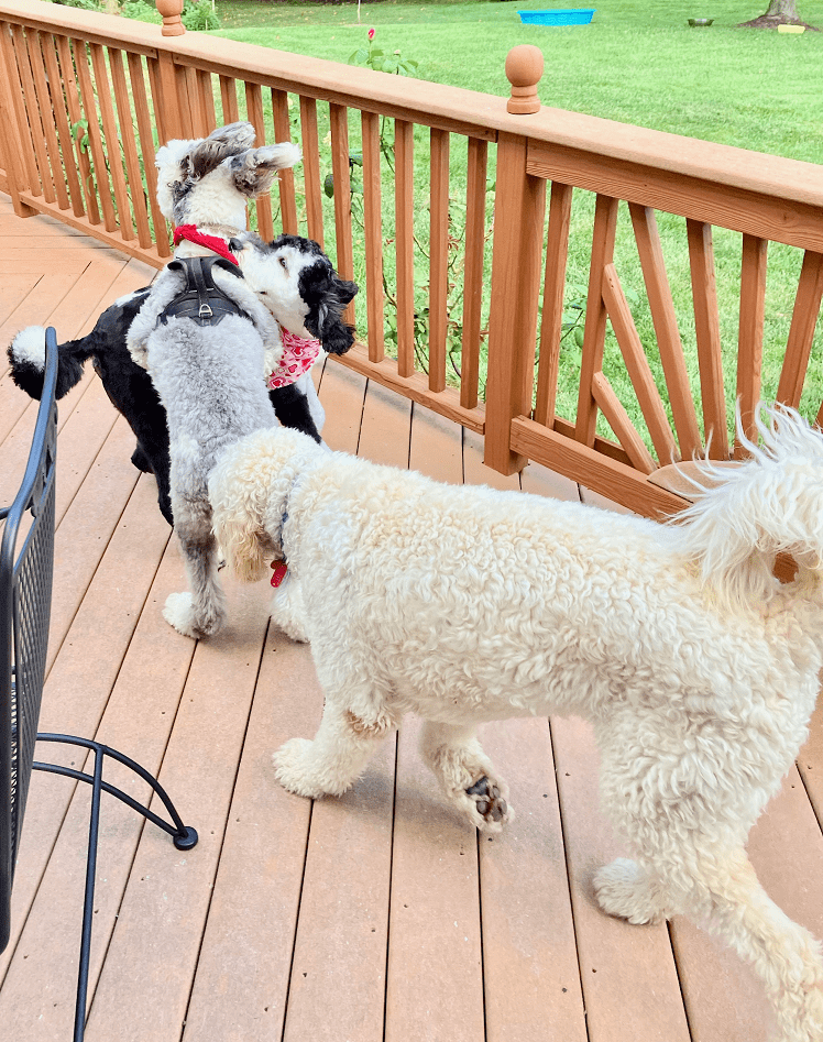 Zoey playing with two dog friends.