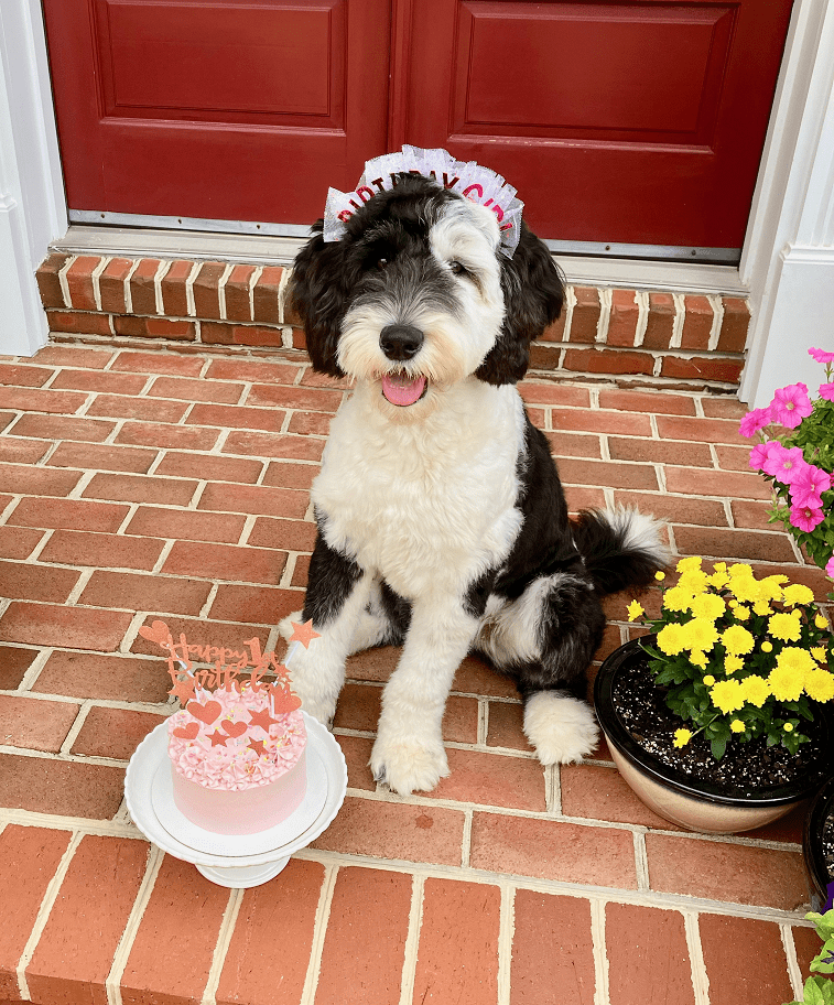 Zoey and her peanut butter banana pupcake.