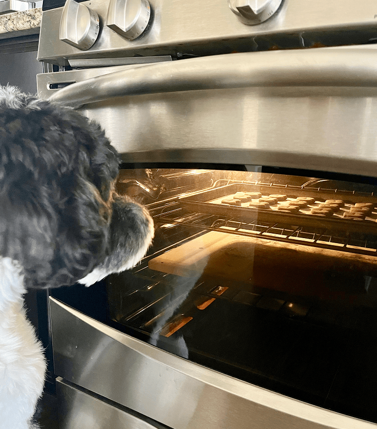 Dog watching treats bake in the oven.